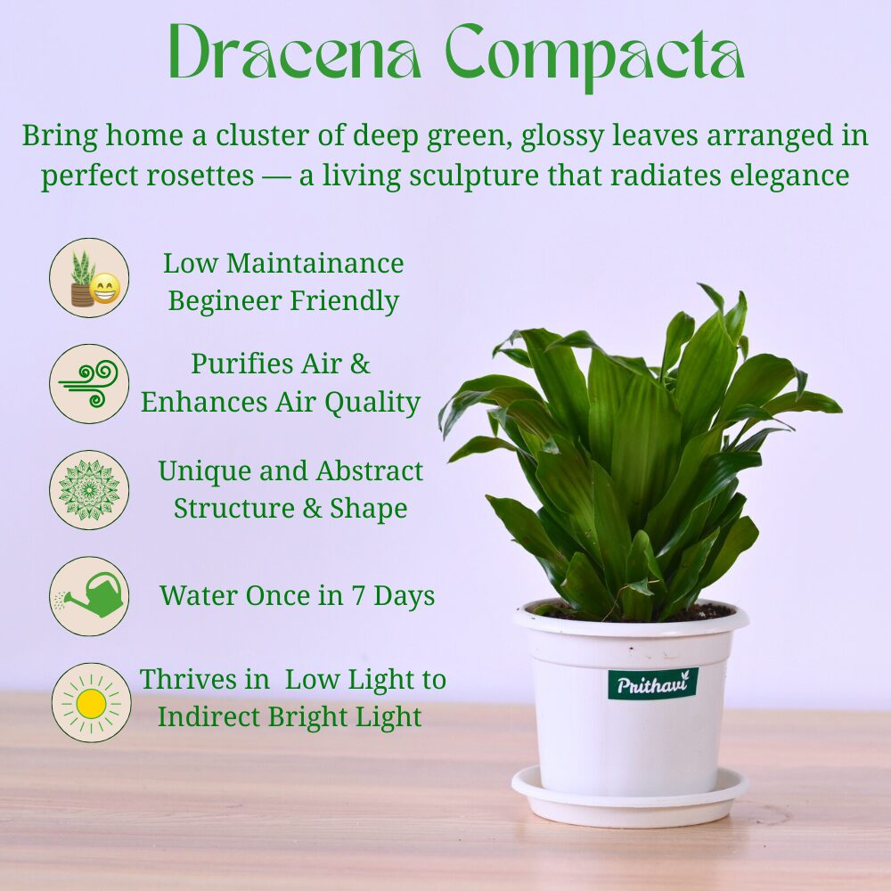 A Dracena Compactor - Image 4