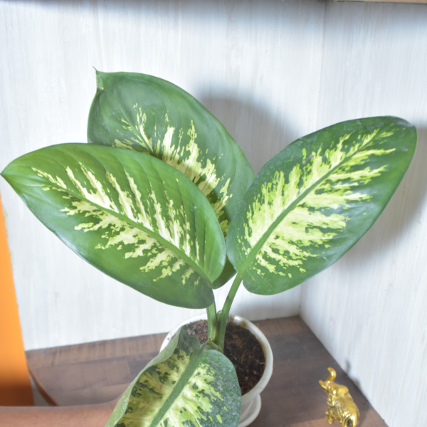 Diffenbachia Tropic Snow - Image 4