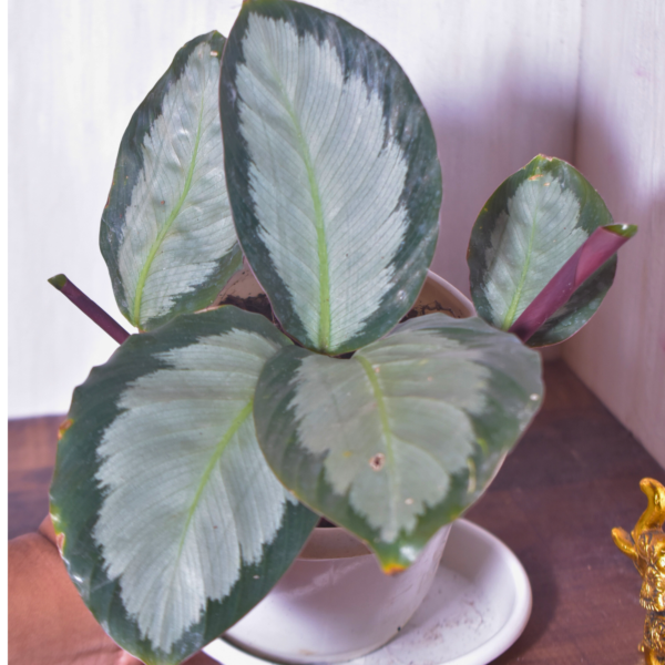 Calathea Royale