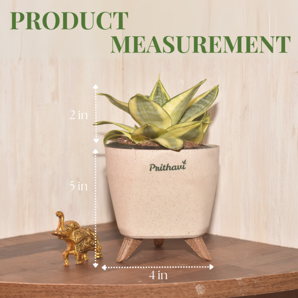 Sanseveria - Golden - Image 5