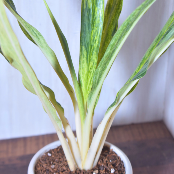 Aglonema Cutlas - Image 3
