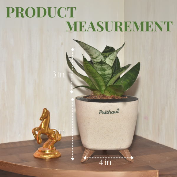 Sanseveria Green Tiger - Image 4