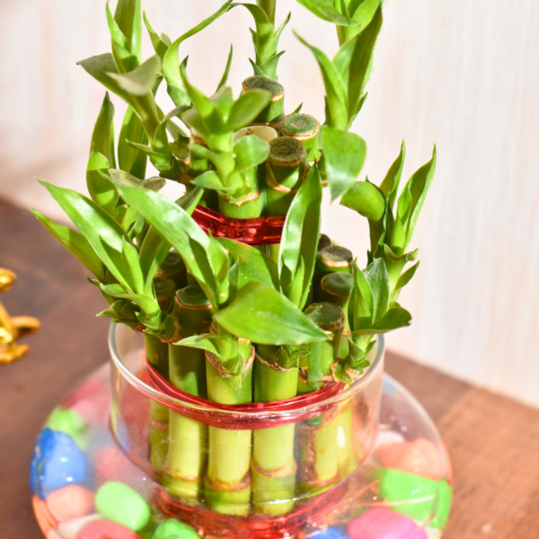 Double Layer Lucky Bamboo - Image 5