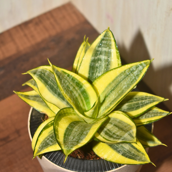 Sanseveria - Golden