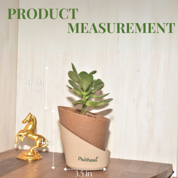 Lucky Crasula Ovata Jade Plant - Image 6