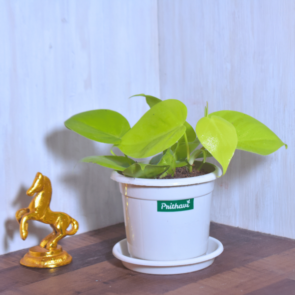 Golden Heart Leaf Money Plant - Image 2