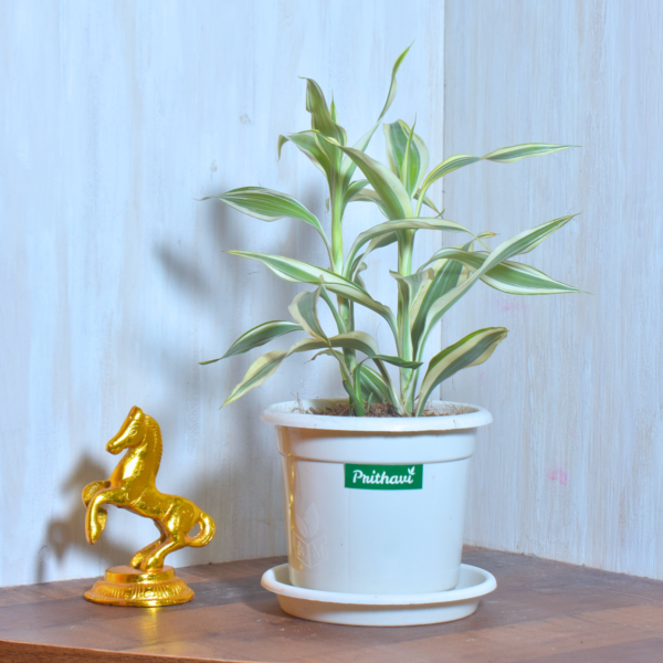 White Variegated Lucky Bamboo - Image 2