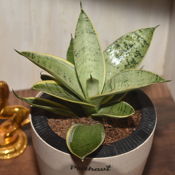 Sanseveria  Silver Owl - Image 3