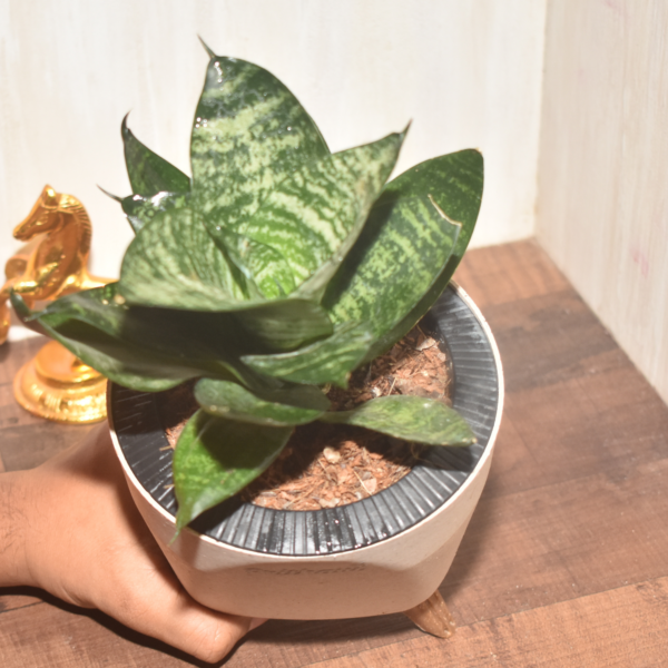 Sanseveria Green Tiger - Image 5