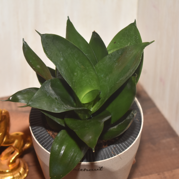 Sanseveria  Dark Jade - Image 4