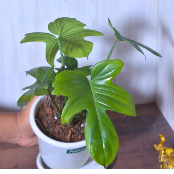 Philodendron Lacinatum - Image 5