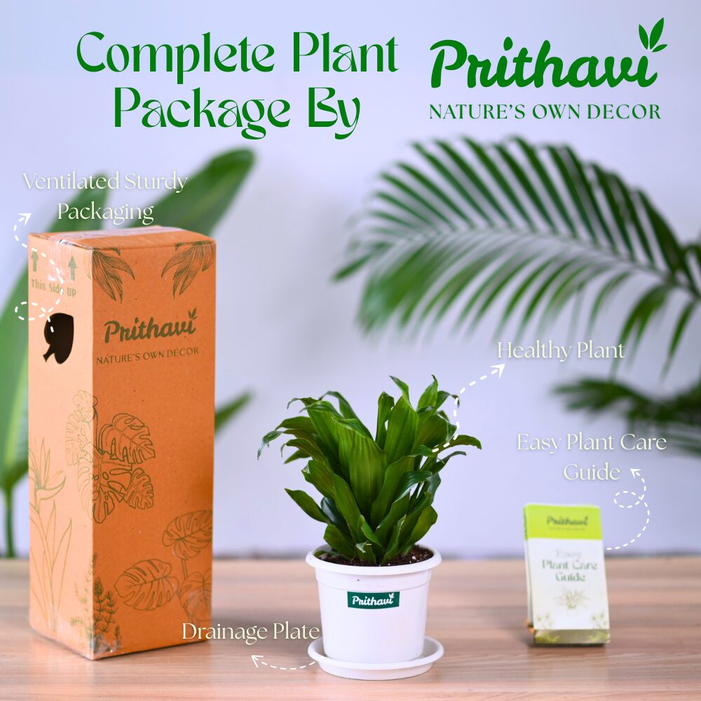 A Dracena Compactor - Image 5