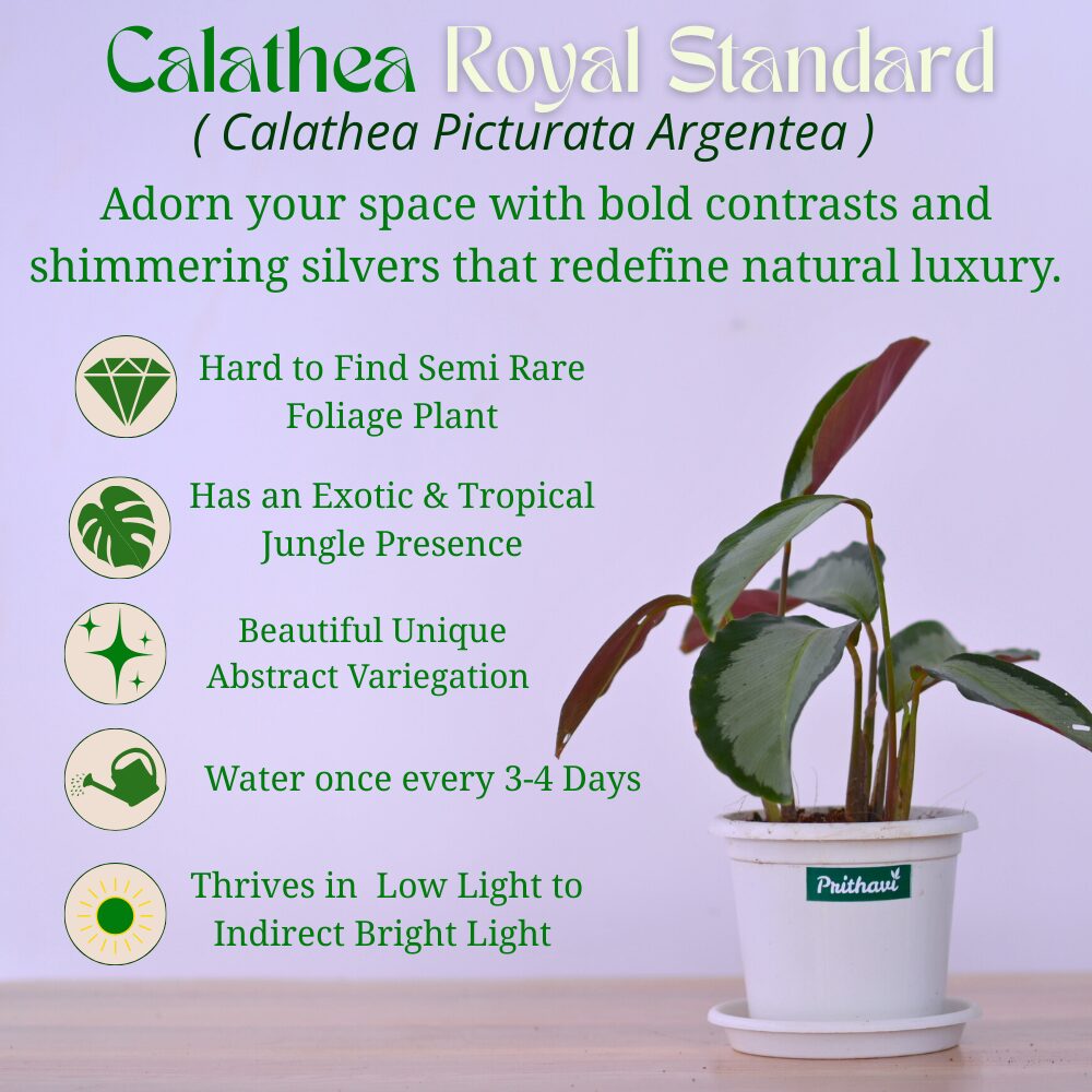 Calathea Royale - Image 4