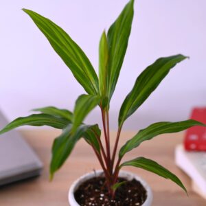 Dracena Mahatma
