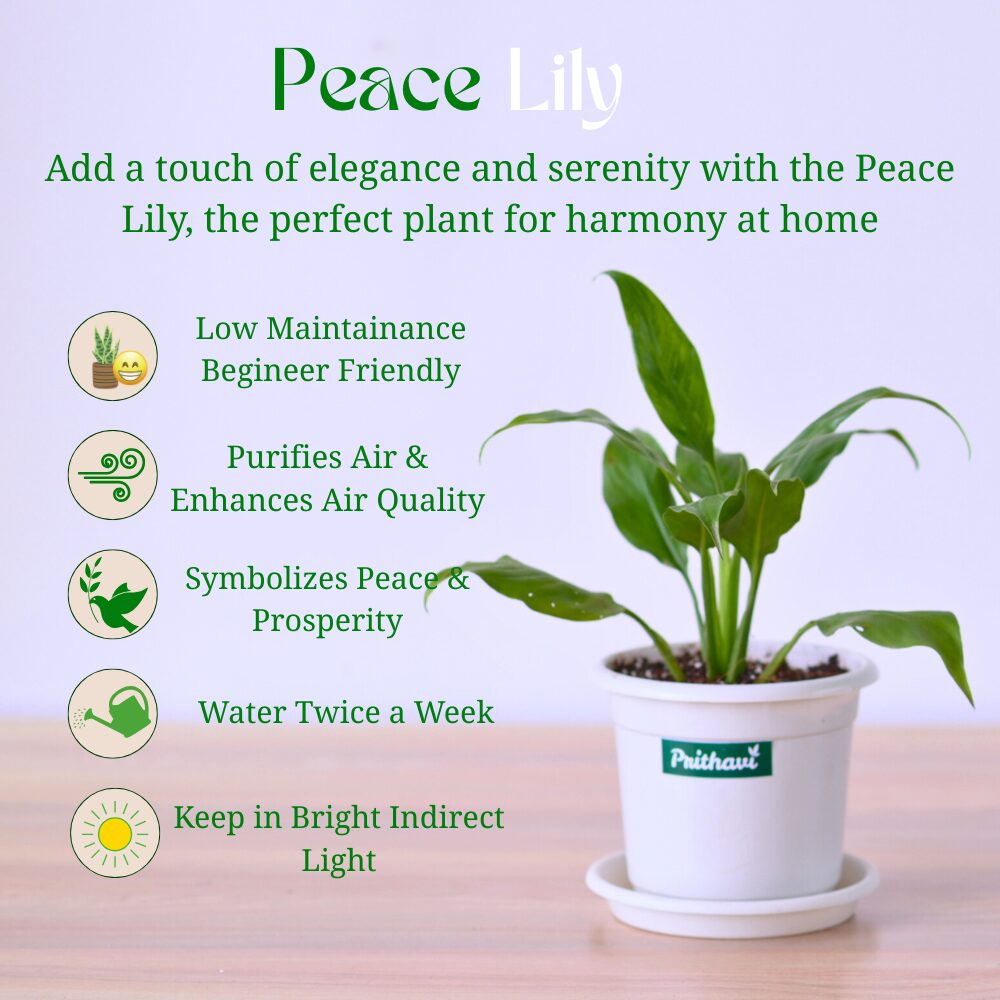 A Peace Lily Plant - Image 4