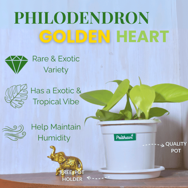 Golden Heart Leaf Money Plant - Image 3