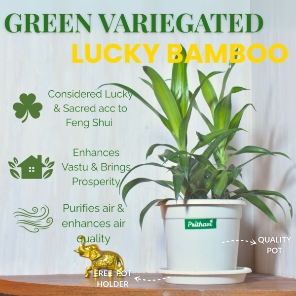 Green Variegated Lucky Bamboo - Image 3