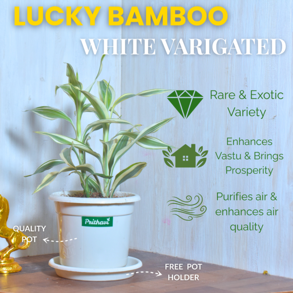 White Variegated Lucky Bamboo - Image 3