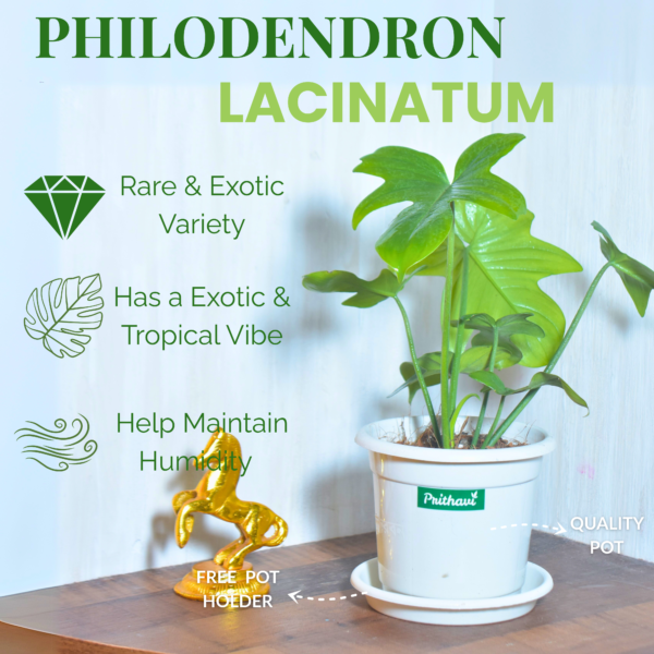 Philodendron Lacinatum - Image 6