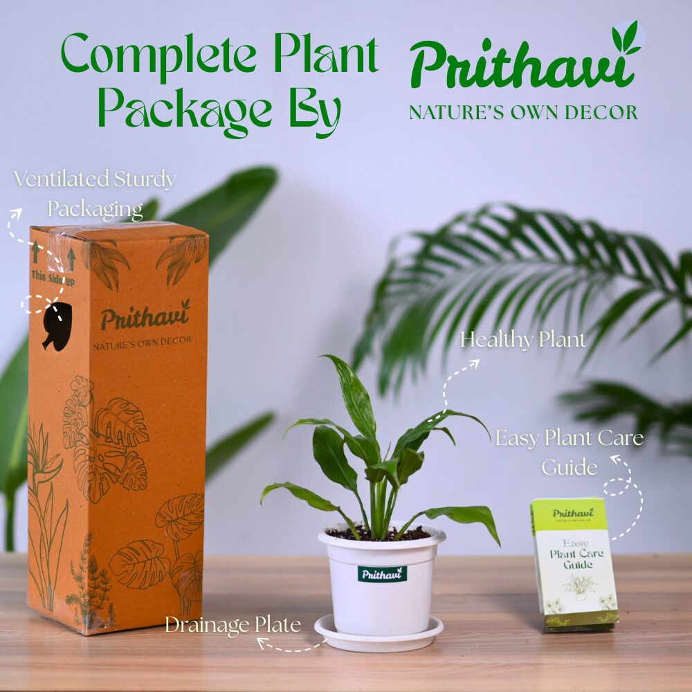 A Peace Lily Plant - Image 6