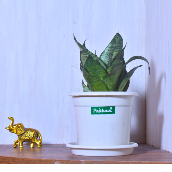 Sanseveria Green Tiger - Image 6