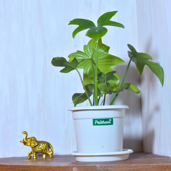 Philodendron Lacinatum - Image 7