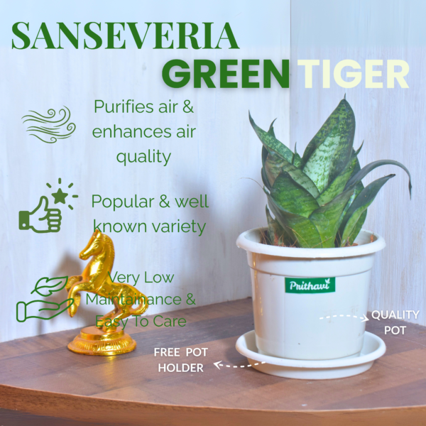 Sanseveria Green Tiger - Image 7