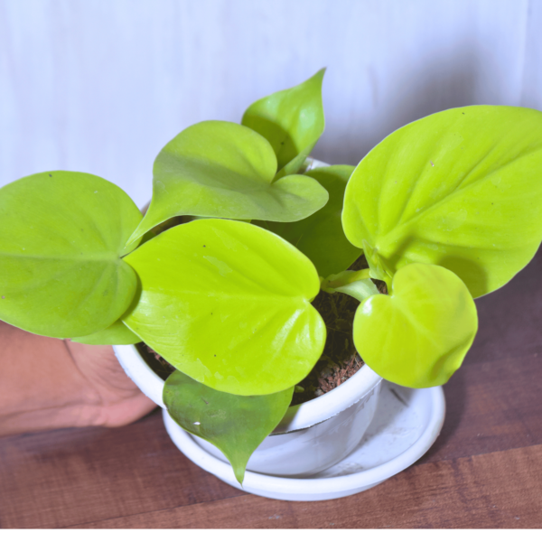 Golden Heart Leaf Money Plant
