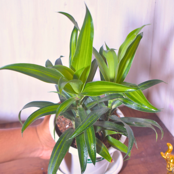 Green Variegated Lucky Bamboo
