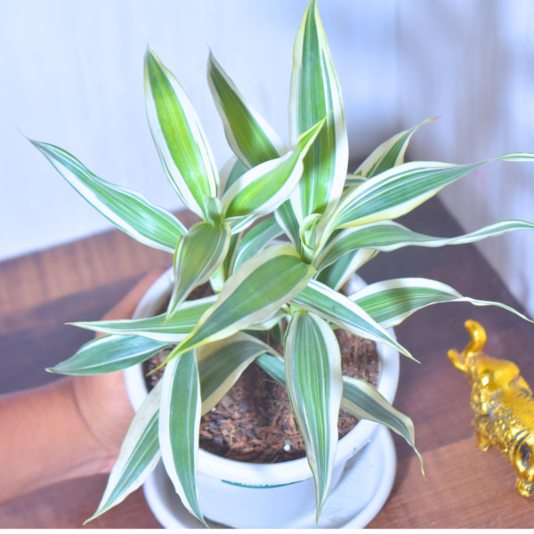 White Variegated Lucky Bamboo