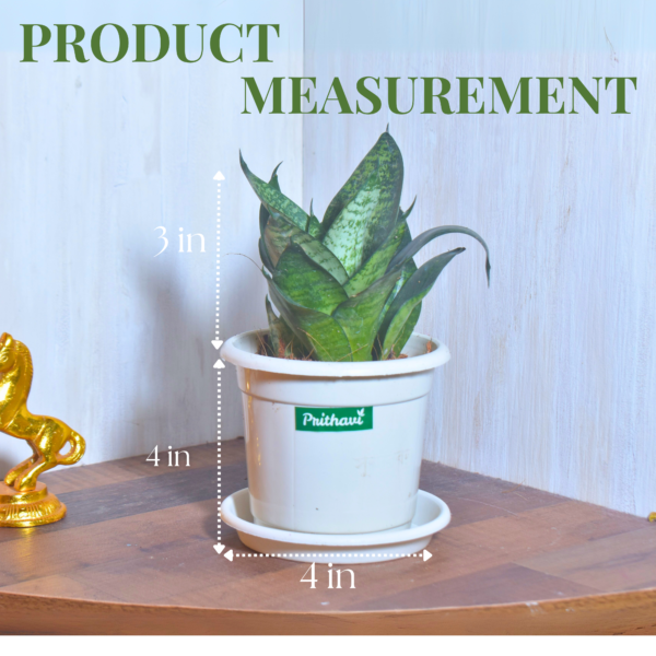 Sanseveria Green Tiger - Image 8
