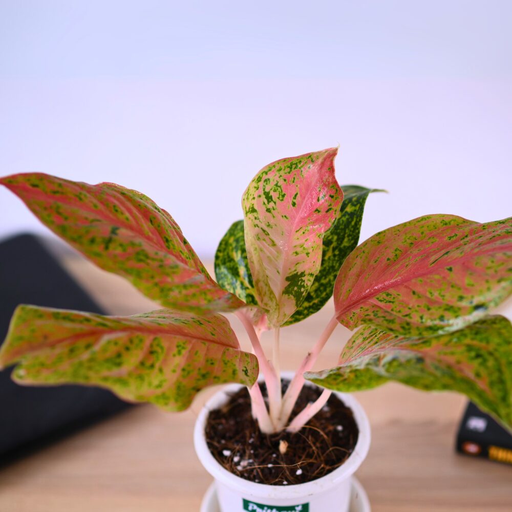 Aglonema Cherry Blossoms - Image 2