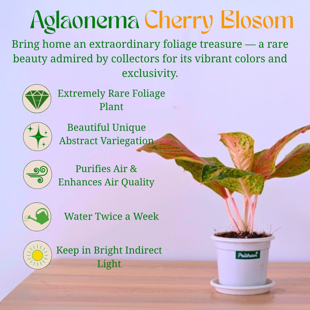 Aglonema Cherry Blossoms - Image 3