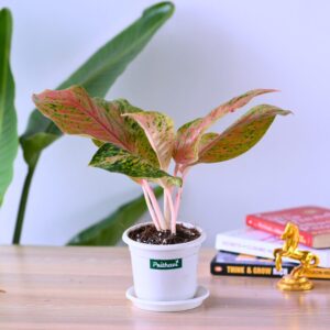 Aglonema Cherry Blossoms