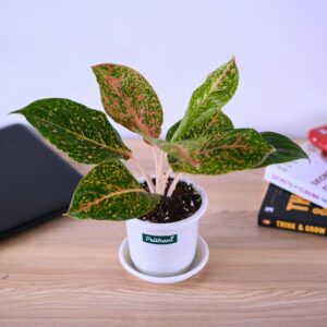 Aglonema Green Galaxy