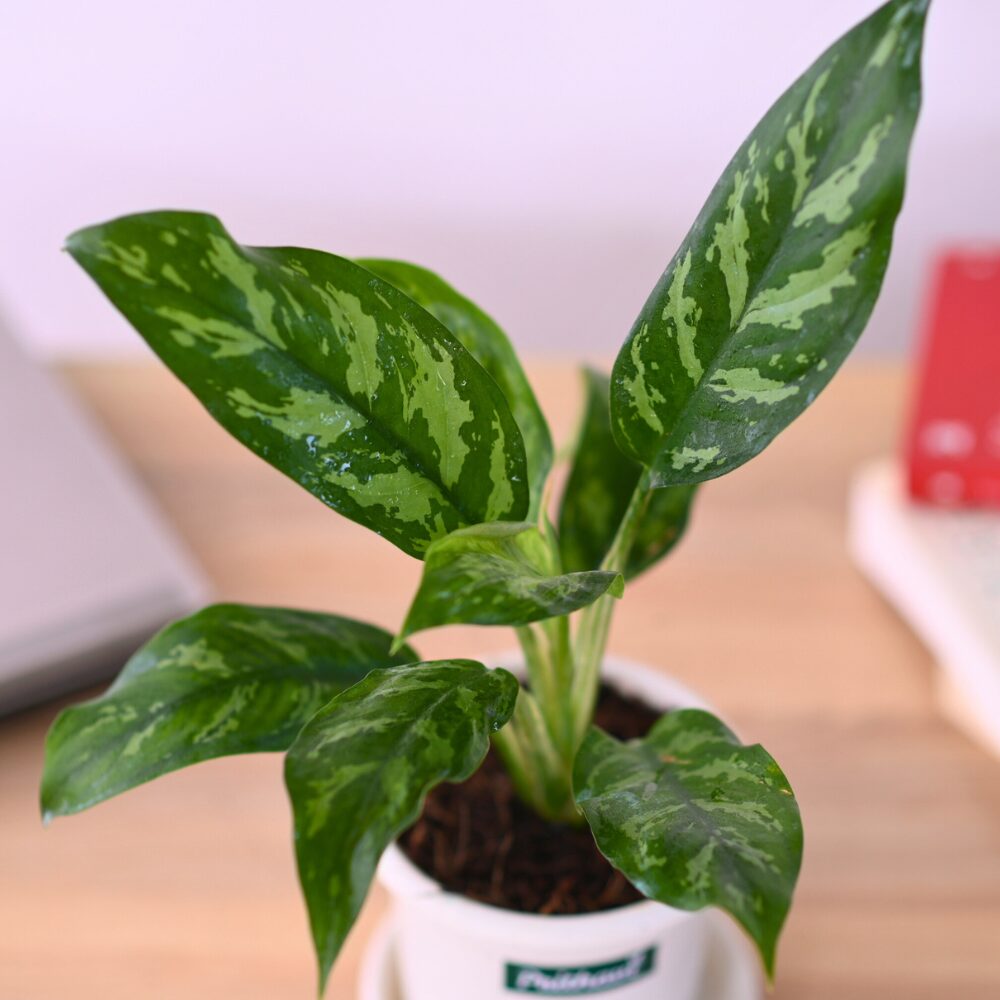 Aglonema Tiger Cutlass - Image 2