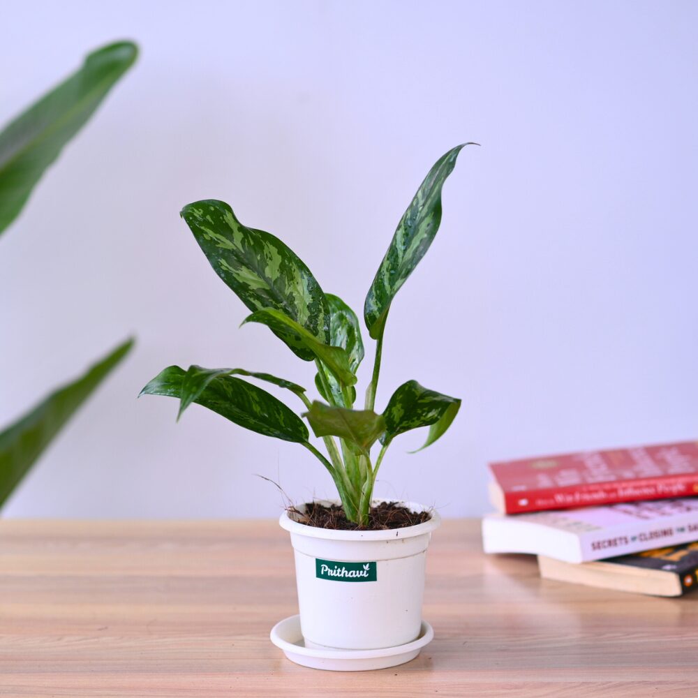 Aglonema Tiger Cutlass - Image 4