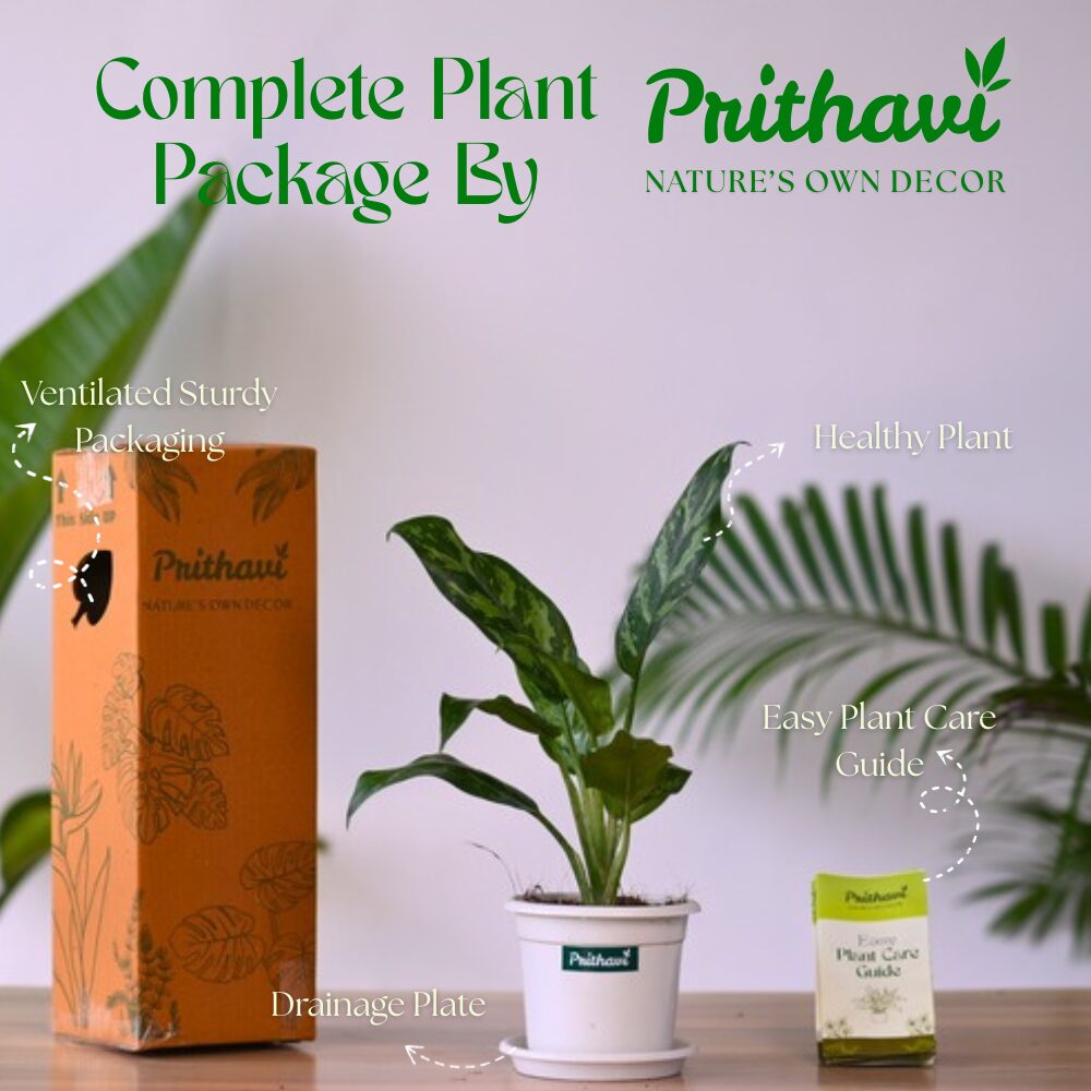 Aglonema Tiger Cutlass - Image 5