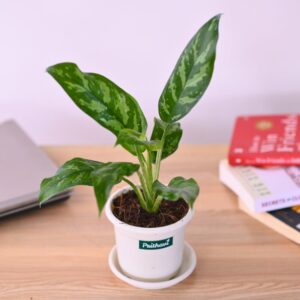 Aglonema Tiger Cutlass