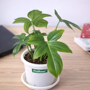 A Philodendron Lacinatum