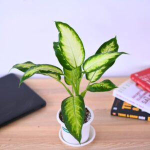 Diffenbachia Dumb Cane