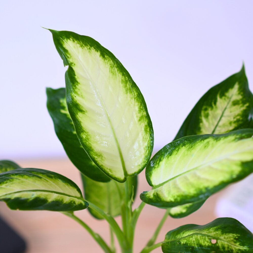 Diffenbachia Dumb Cane - Image 2