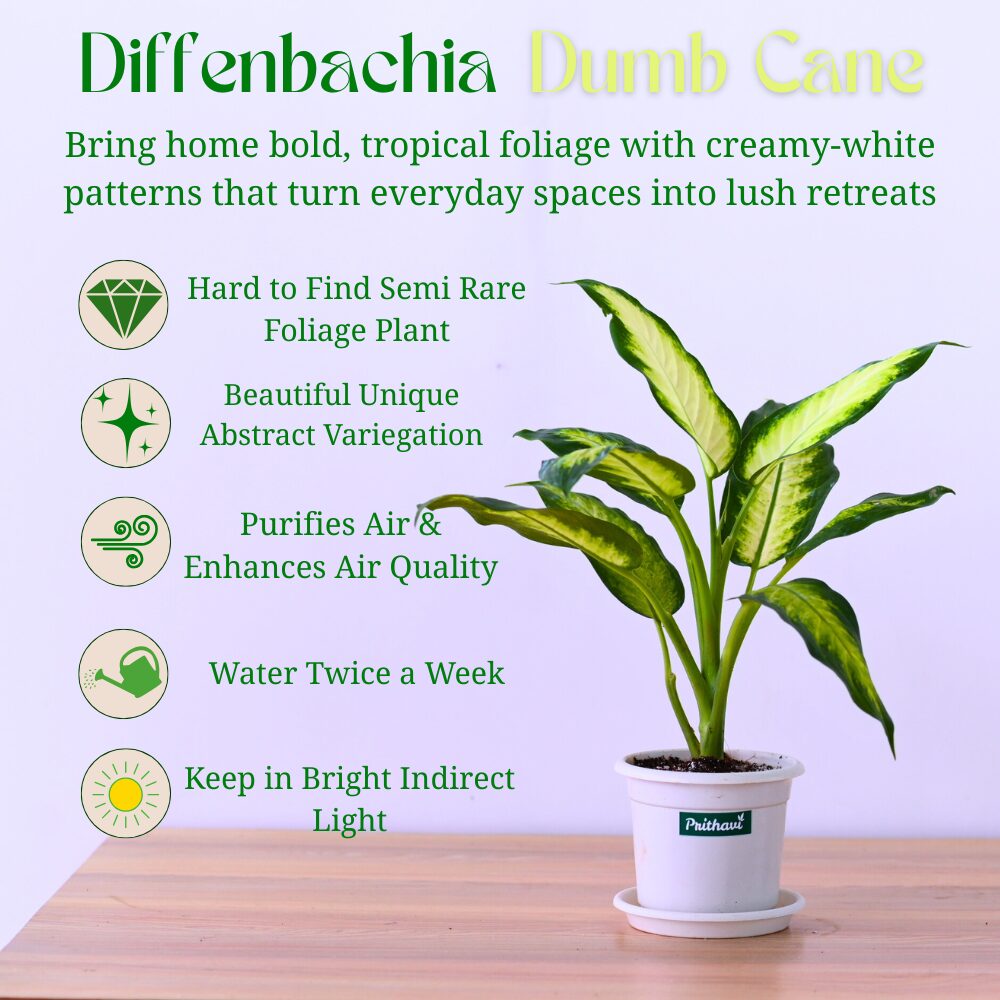 Diffenbachia Dumb Cane - Image 4
