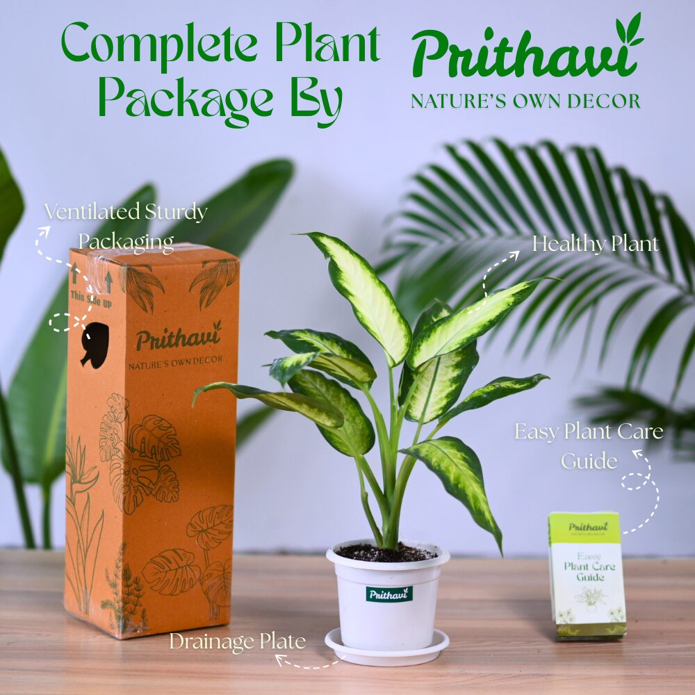 Diffenbachia Dumb Cane - Image 5