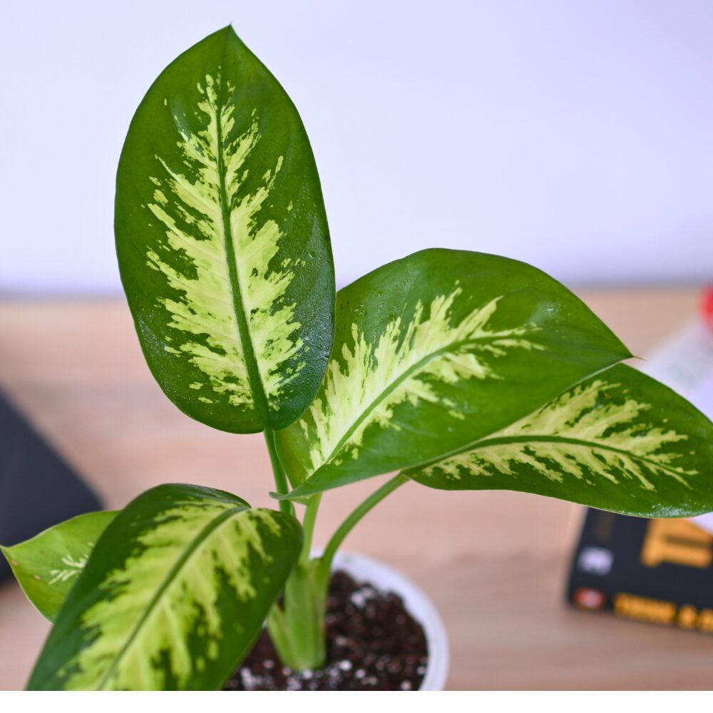 Diffenbachia Tropic Snow - Image 6