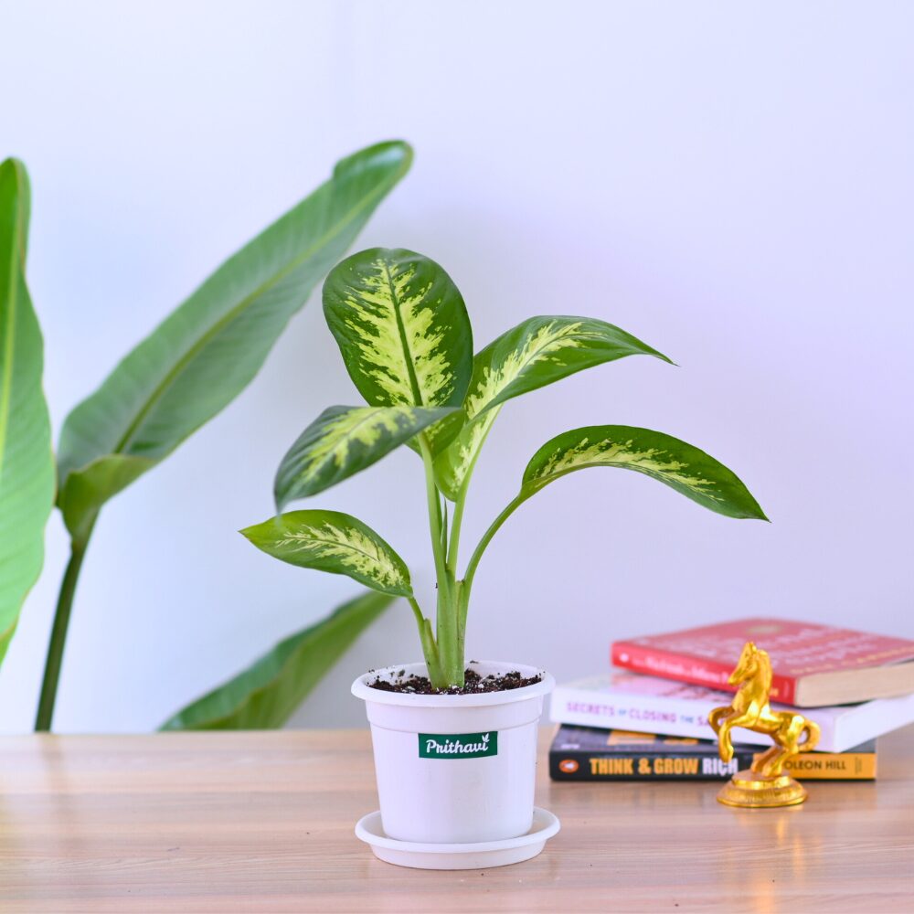 Diffenbachia Tropic Snow - Image 2