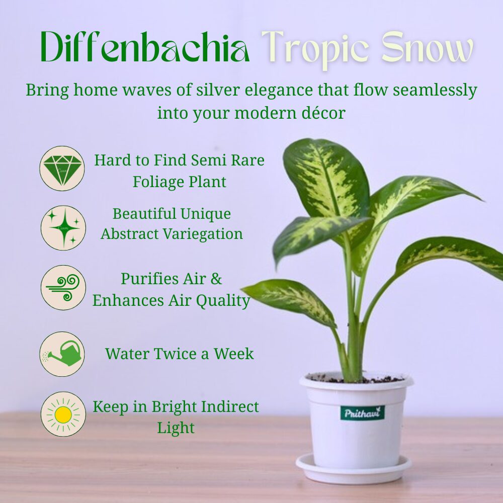 Diffenbachia Tropic Snow - Image 4