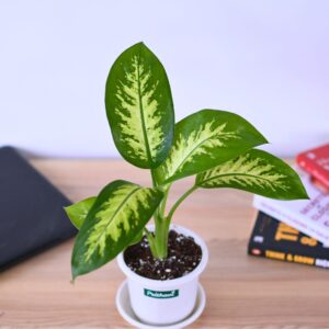 Diffenbachia Tropic Snow