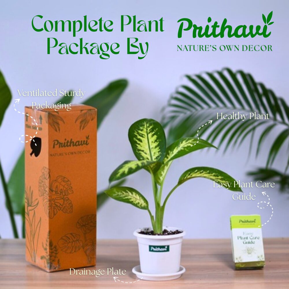 Diffenbachia Tropic Snow - Image 5