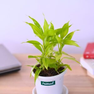 Golden Lucky Bamboo (Multi-Shoot)